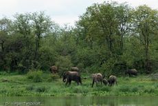 Afrikanischer Elefant (114 von 131).jpg